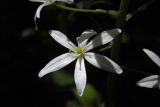 Ornithogalum arcuatum