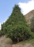 Juniperus seravschanica. Взрослое дерево. Таджикистан, Фанские горы, долина р. Чапдара, ≈ 2500 м н.у.м., каменистый сухой склон. 03.08.2017.