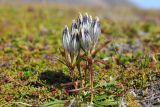 Gentiana algida