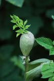 Angelica pachyptera. Верхушка побега с развивающимся внутри листового влагалища соцветием. Краснодарский край, г. Сочи, Лазаревский р-н, с. Верхнерусское Лоо, горный лес. 11.08.2017.