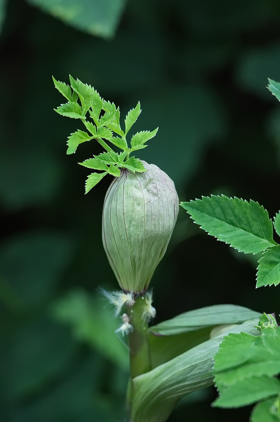 Изображение особи Angelica pachyptera.