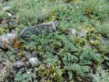 Oxytropis polyphylla