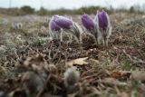 Pulsatilla taurica