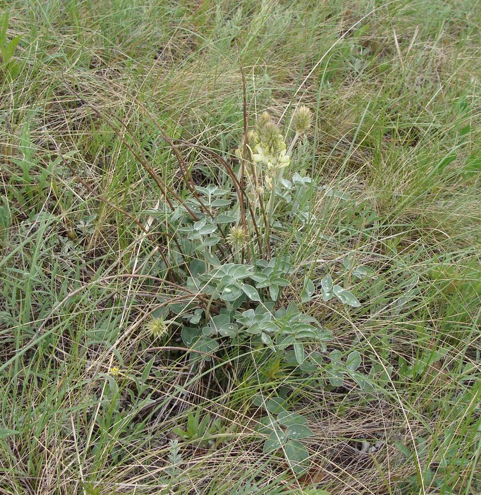 Изображение особи Hedysarum grandiflorum.