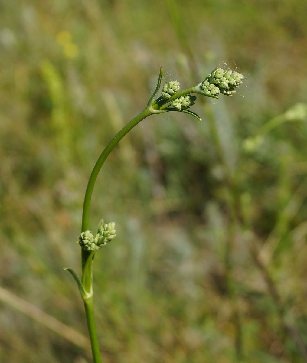 Изображение особи Silene wolgensis.