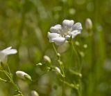 Gypsophila elegans. Соцветие с 6-лепестным цветком и бутонами. Пермь, Свердловский р-н, на сильно заросшем газоне около жилого дома. 5 июля 2018 г.