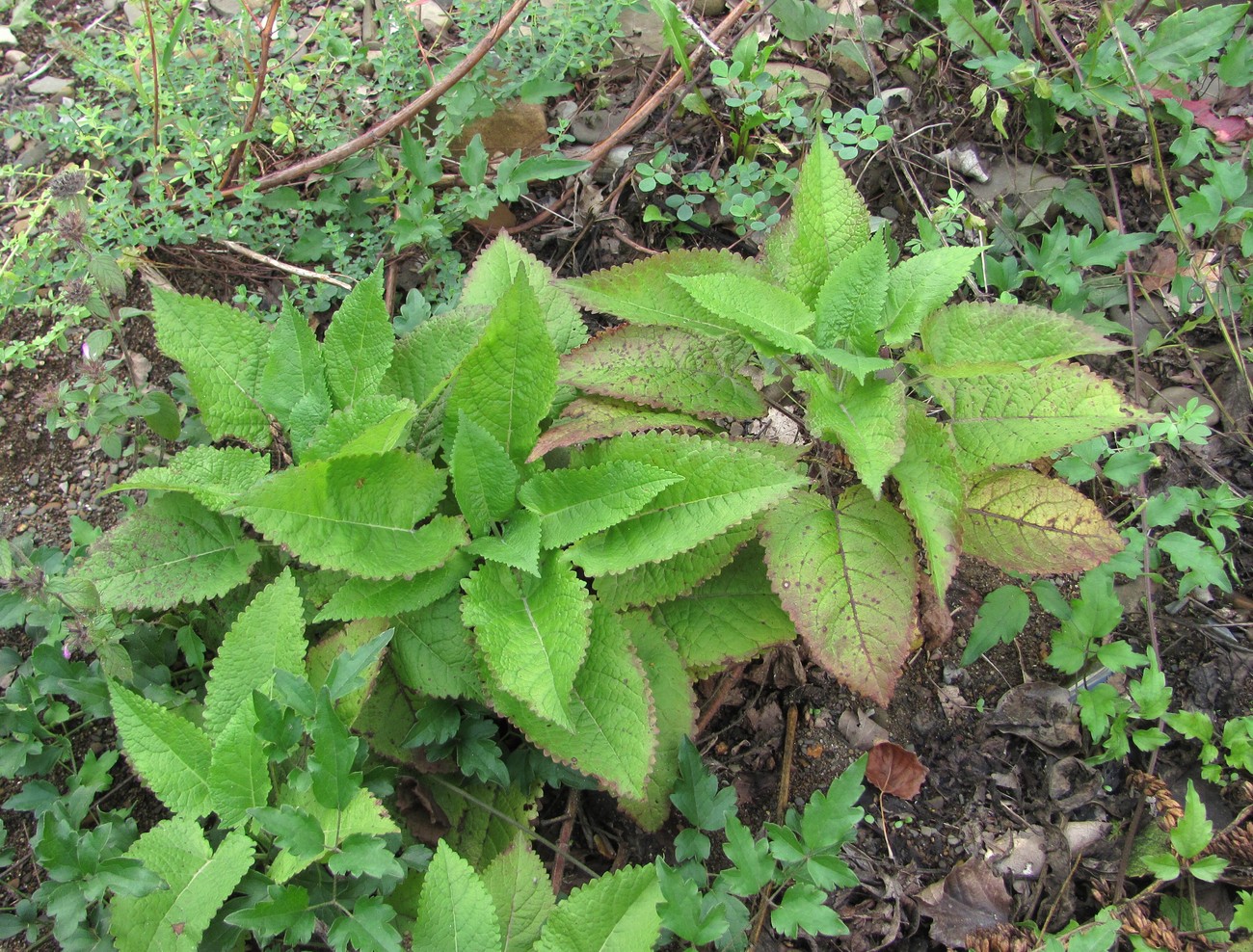 Изображение особи Salvia glutinosa.