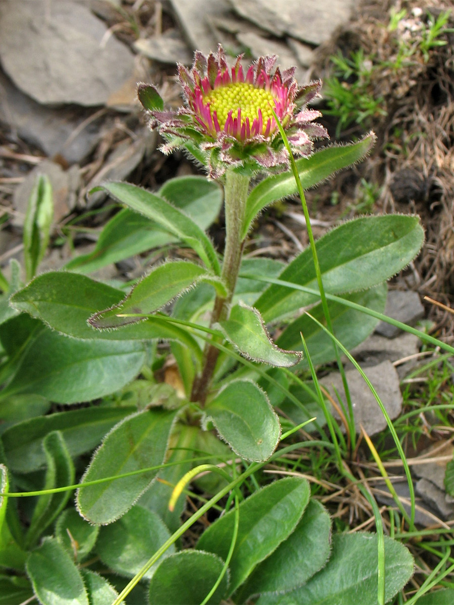 Изображение особи Erigeron alpinus.