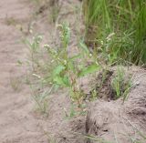 Persicaria scabra. Цветущее растение. Пермский край, Оханский р-н, Кунчурихинский бор, обочина грунтовой дороги, вдоль большой поляны в хвойном лесу. 18.08.2018.