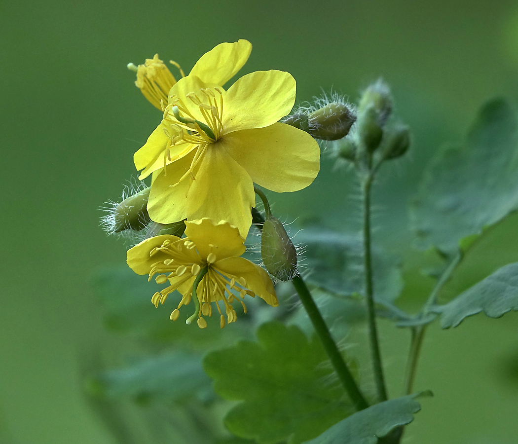 Изображение особи Chelidonium majus.