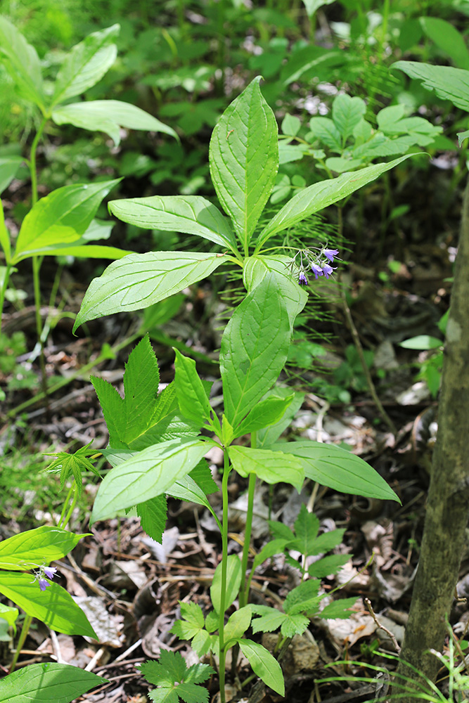 Изображение особи Brachybotrys paridiformis.