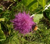 Cirsium heterophyllum. Соцветие с кормящимся шмелём. Тверская обл., Весьегонский р-н, берег р. Реня, склон. 4 июля 2020 г.