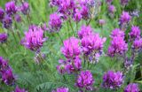 Astragalus onobrychis