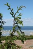 Juniperus communis