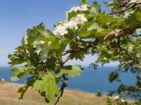 Crataegus rhipidophylla. Ветвь с соцветиями. Крым, Керченский п-ов, Ленинский р-н, окр с. Осовины, верхняя приморская терраса, степь. 28.05.2021.