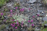 Oxytropis microsphaera