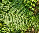 Pteridium subspecies atlanticum