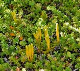 Lycopodium magellanicum