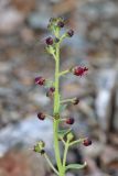 Scrophularia incisa