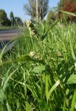 Persicaria scabra