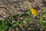 Inula britannica