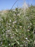 Nepeta parviflora