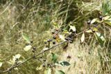 Frangula alnus. Плодоносящая веточка. Калужская обл., Спас-Деменский р-н, край Малого Игнатовского болота, на старой дамбе. 10 сентября 2022 г.