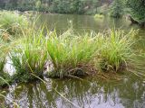 Carex pseudocyperus. Плодоносящие растения на стволе упавшего в воду дерева. Владимирская обл., Вязьниковский р-н, оз. Юхор. 18.08.2006.