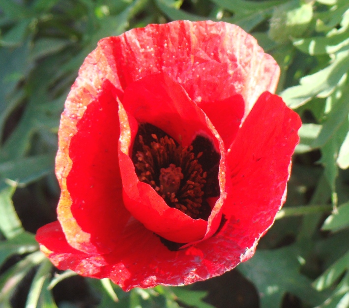 Изображение особи Papaver macrostomum.