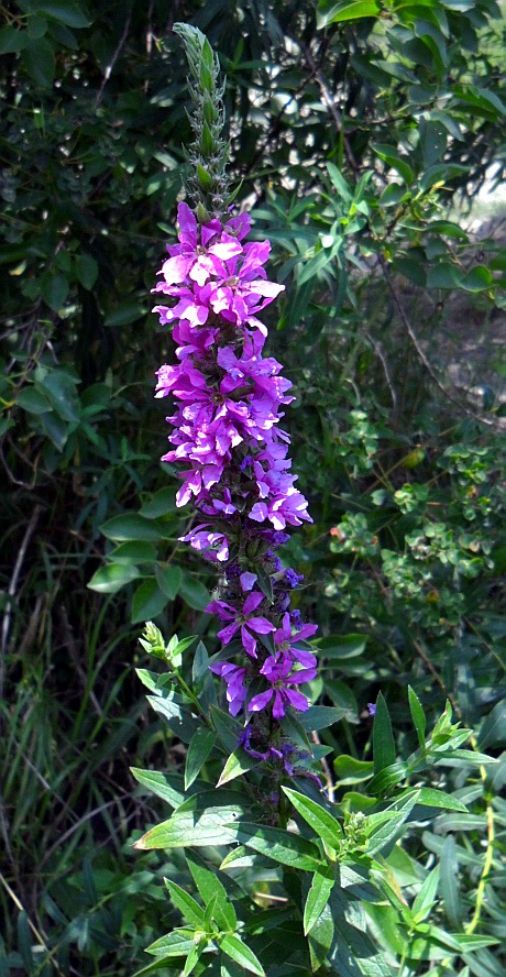 Image of Lythrum salicaria specimen.