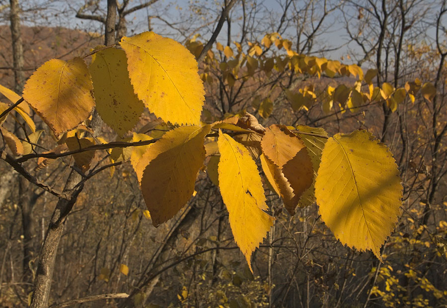 Изображение особи Ulmus japonica.