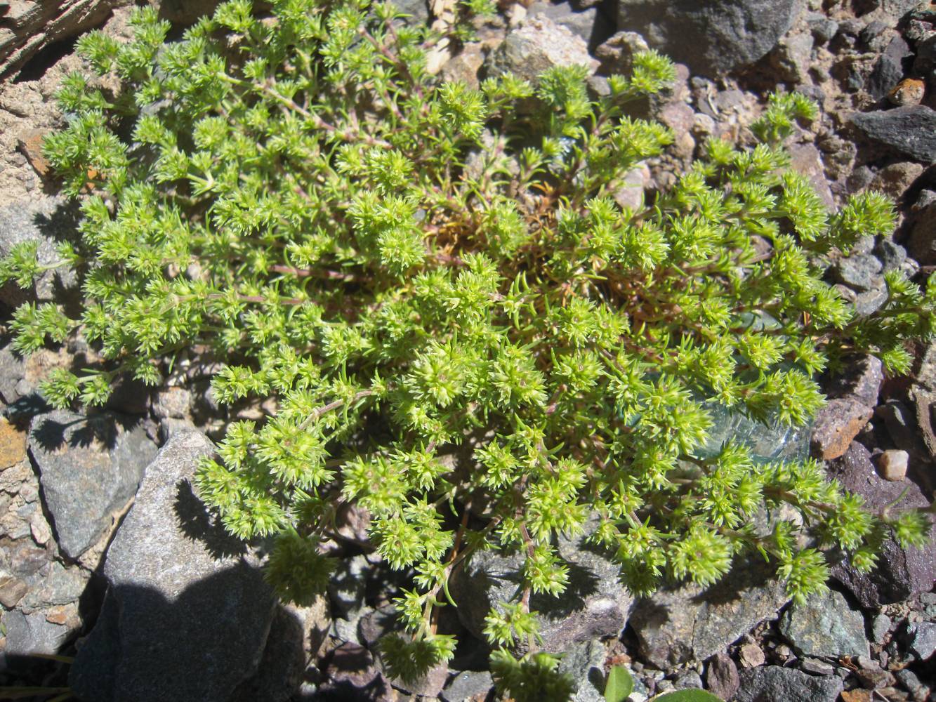 Изображение особи Scleranthus polycarpos.