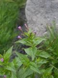 Epilobium smyrneum