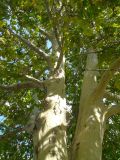 Platanus × acerifolia