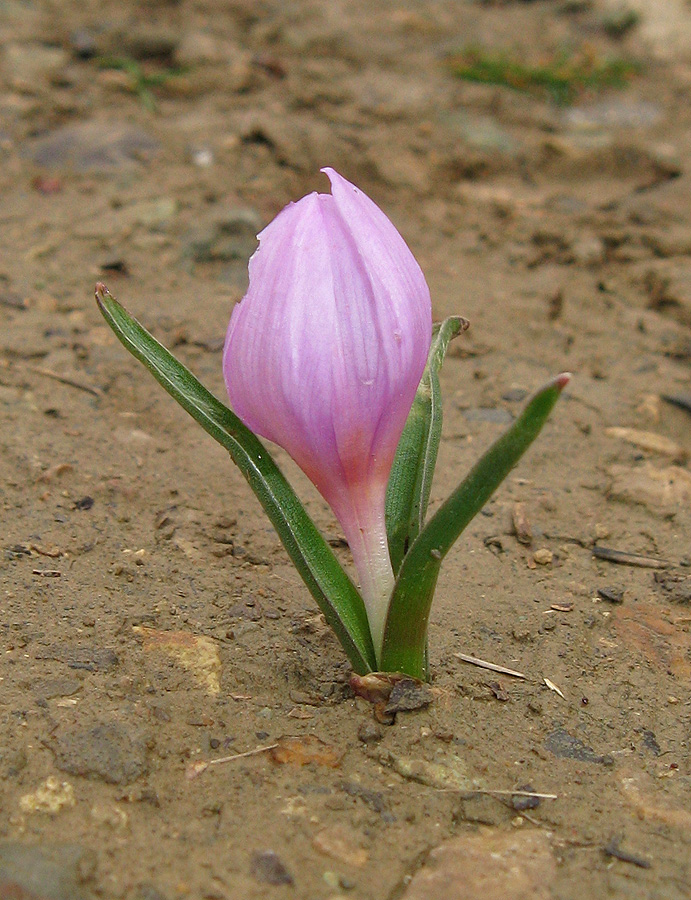 Изображение особи Colchicum triphyllum.