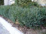 род Buxus
