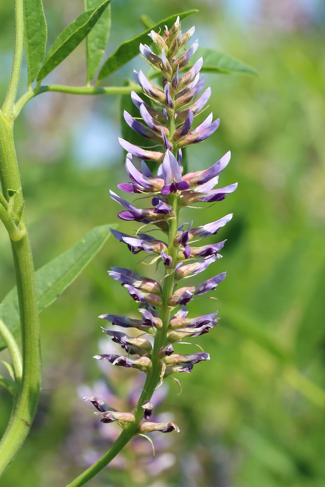 Изображение особи Glycyrrhiza glabra.