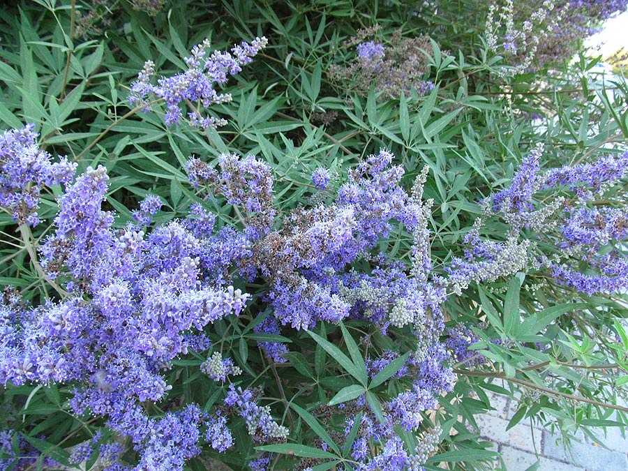 Изображение особи Vitex agnus-castus.