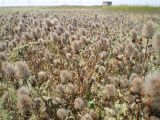 Trifolium diffusum. Плодоносящие растения. Украина, Херсонская обл., п-ов Чонгар, станция Сиваш. 06.07.2009.