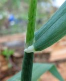 Phalaris canariensis. Часть побега. Архангельская обл., Холмогорский р-н, окр. пос. Усть-Пинега, свалка. 28.08.2013.