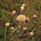 Erigeron acris. Общее соцветие с цветущими и плодоносящими корзинками. Нидерланды, провинция Groningen, национальный парк Lauwersmeer, залежь. 28 июня 2008 г.