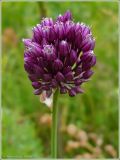 Allium rotundum. Соцветие. Чувашия, окр. г. Шумерля, Кумашкинский заказник, Соколова поляна. 4 июля 2009 г.