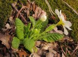 Primula vulgaris