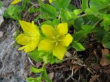 Lysimachia nummularia. Цветки. Вологодская обл., Великоустюгский р-н, урочище Опоки, правый берег р. Сухона. 06.07.2013.