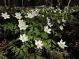 Anemone nemorosa