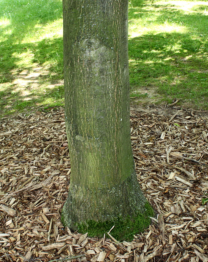 Image of Quercus &times; heterophylla specimen.