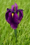 Iris ensata