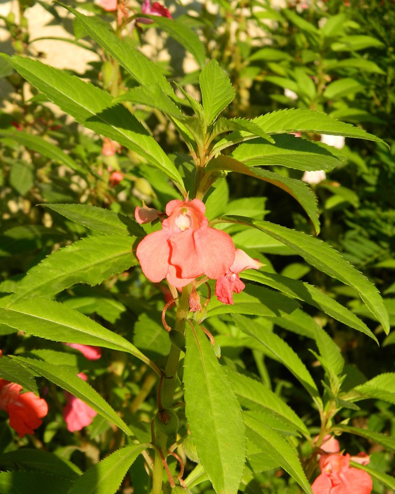 Изображение особи Impatiens balsamina.