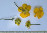 Ranunculus caucasicus