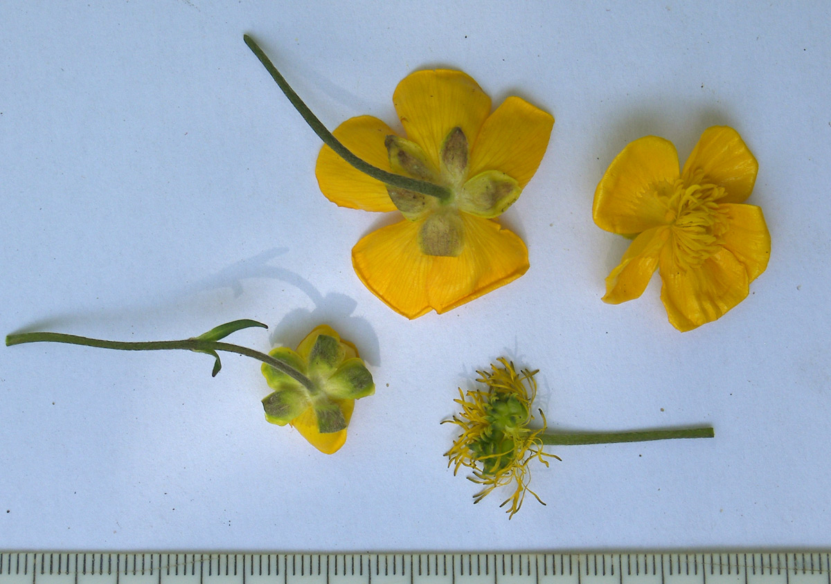 Изображение особи Ranunculus caucasicus.